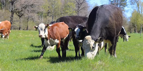 Kosl\u00e4pp i S\u00f6dert\u00e4lje 2026 (Kom i tid, det \u00e4r en bit att g\u00e5 fr\u00e5n parkeringen)