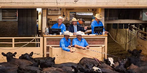 Hall of Fame Sale & Auctioneer Showcase