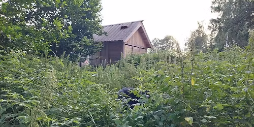 Gr\u00f8nne Vikinger: Nyttevekst vandring p\u00e5 Borre