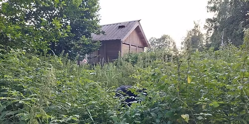 Gr\u00f8nne Vikinger: Nyttevekst vandring p\u00e5 Borre