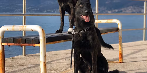 1st DUTCH SHEPHERD COMMUNITY DAY