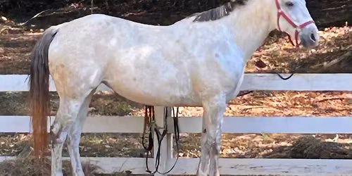 Horse camp - week 3