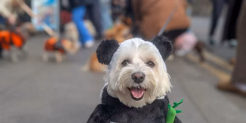 Halloween Pint Sized Pooches Pup Up Cafe \u2013 Birmingham \ud83c\udf83