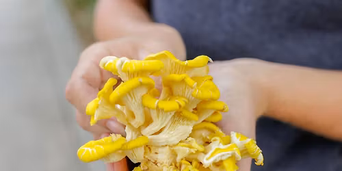 Growing Backyard Mushrooms Class