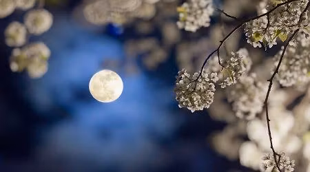 Moonlight Art Market