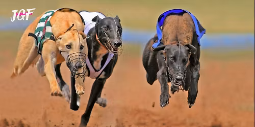 Greyhound Racing Evening