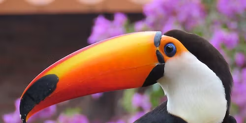 Zoom Talk \u2013 Birding and Natural History Exploits in Columbia by Dr Peter Gasson