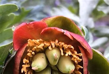 Hobart's Bluff Trail