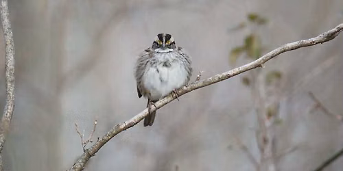 Saturday Bird & Wildlife Walk at Chaplin 