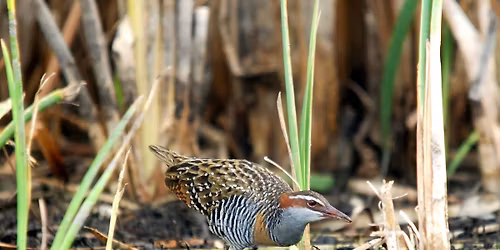 Herdsman Lake, Moondine Drive - morning excursion