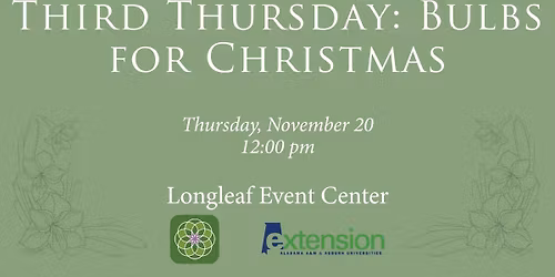Third Thursday: Bulbs for Christmas