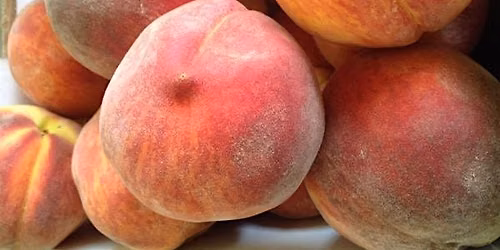 Fruit Trees for the Home Gardener - Mocksville