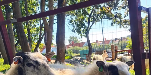 Nationella 4H-dagen 2026