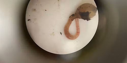 FREE Workshop: Under the Microscope - Living Soils