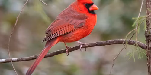 Bird Walk at New Quarter Park