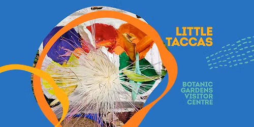 Little Taccas || Cairns Festival 2026