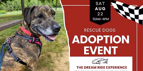 Adopt a Rescue Dog at Dream Ride in Farmington CT