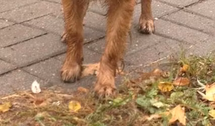 Samotny piesek g\u0142odny i zm\u0119czony