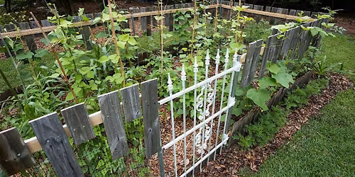 10-10-2026 Tips for the lazy gardener