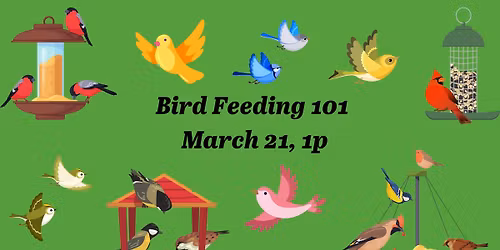 Bird Feeding 101