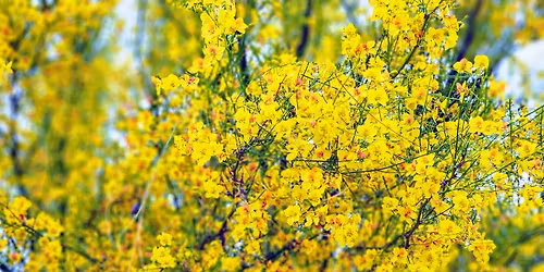 Green Valley Rummage\/Yard Sale