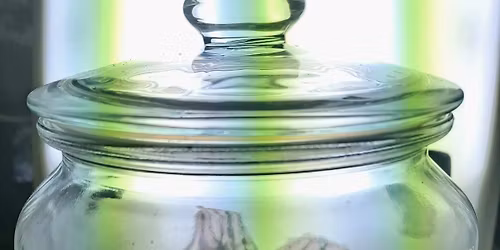 ATELIER TERRARIUM DE PLANTES FERME