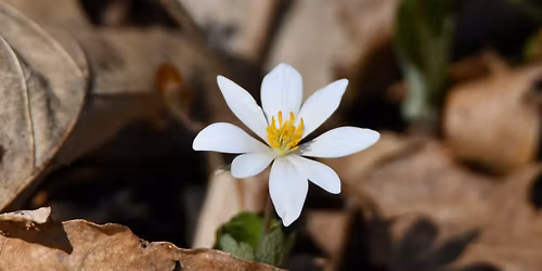 Where the Wildflowers Are: Hidden Oaks Preserve