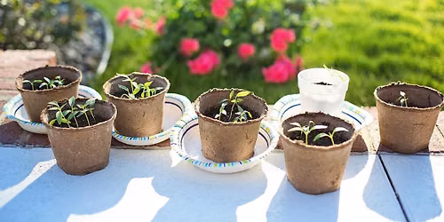 2026 Annual Plant Swap