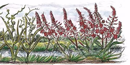 Wandeling over de verborgen geschiedenis van polderplanten