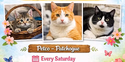 Cat Adoption Day at Petco Patchogue