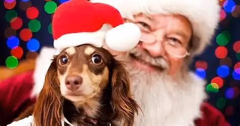 Pet Photos with Santa