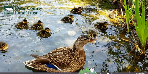 Talk: Birds