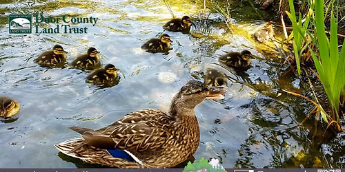 Talk: Breeding Bird Behavior
