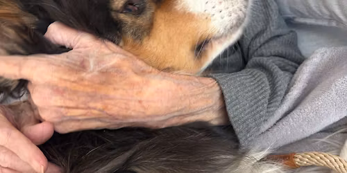 Prodlou\u017een\u00fd v\u00edkend pro za\u010d\u00ednaj\u00edc\u00ed a pokro\u010dil\u00e9 canisterapeuty