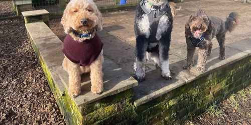 Poodles and Doodles Social