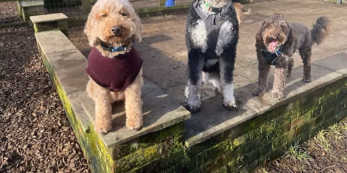 Poodles and Doodles Social