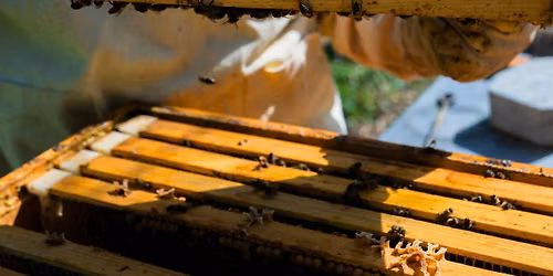 Beehive Dive & Honey Tasting Experience