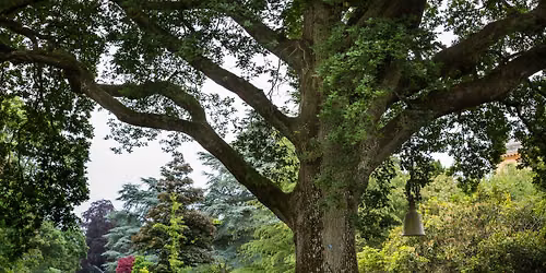 Seasonal Spotlight Tour: Veteran Trees