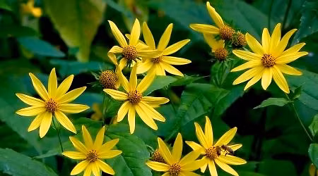 VNPS Jefferson Chapter Plant Sale