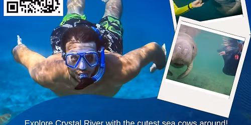 Snorkel with the Manatees