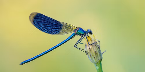 Quand libellules et demoiselles s\u2019en m\u00ealent