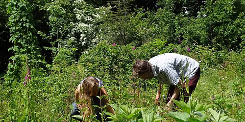 Earth Medicine Collective: Herb Garden Fundraiser