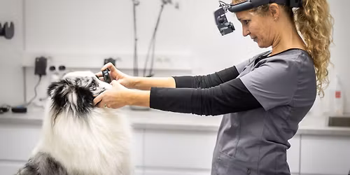 \u00d8yelysing 25. november 2025