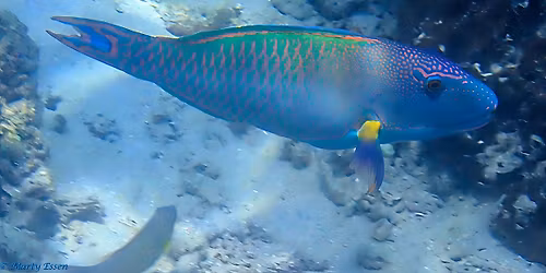 Parrotfish