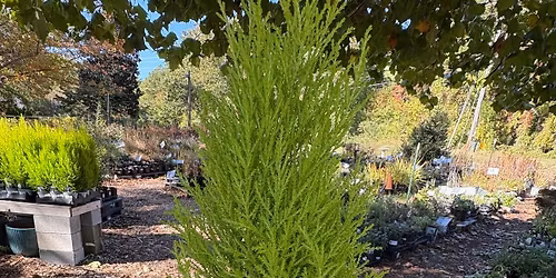 Grinch Tree Workshop