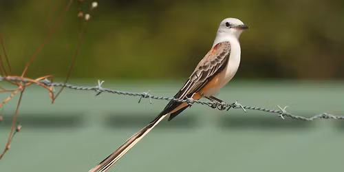 Bird Walk at Okaloosa Holding Ponds and Landfill