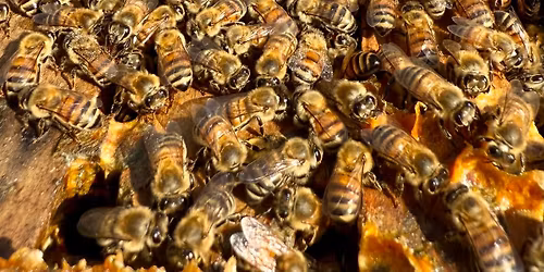 Beekeeping Meeting! CMCBA Monthly Meeting 