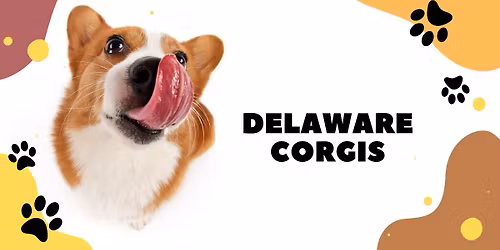 Corgi Meet Up - Celebrating Jax and Newt\u2019s Birthday and Jax\u2019s Recovery
