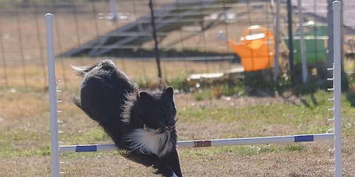 Chiro Adjustments with Dr. Alyssa Fenton. NOTE: This is the same day as AKC Agility Run Thrus!