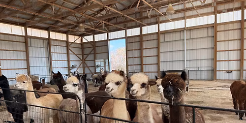 Alpaca your Vanagon this spring!